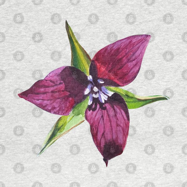 Red Trillium - Wildflower Painting (no background) by EmilyBickell